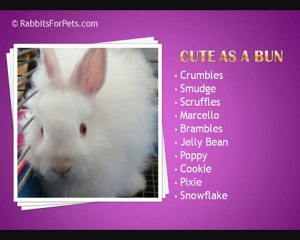 Names for Rabbits - Best Names for Rabbits