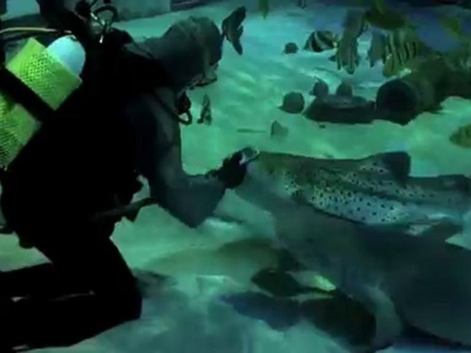 HD Underwater Video Camera – Kodak Playsport presents: Feedi