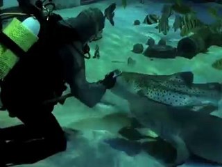 HD Underwater Video Camera – Kodak Playsport presents: Feedi