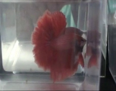 Betta splendens, Challenge International, Dijon 2010.