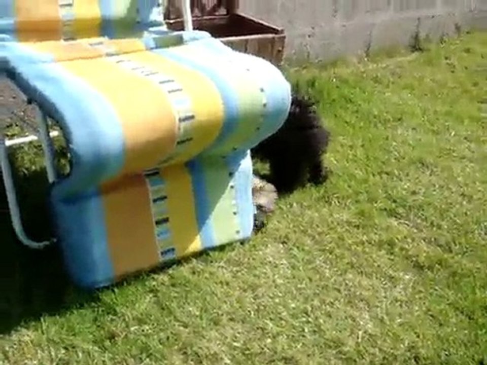 Bichons havanais