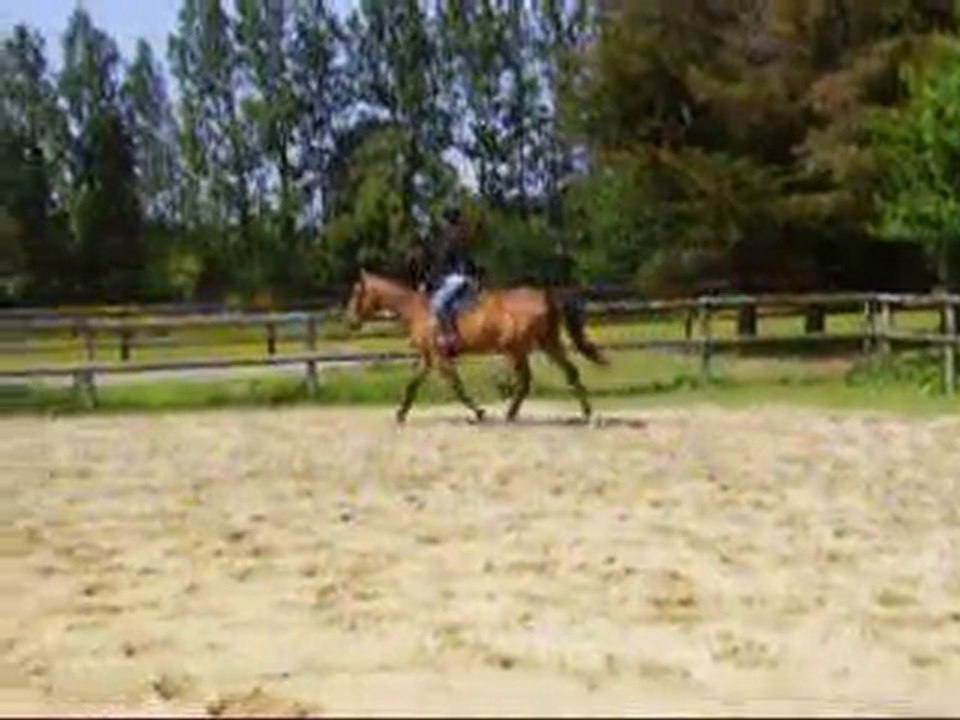 AmelieEtPerlani trot a gauche