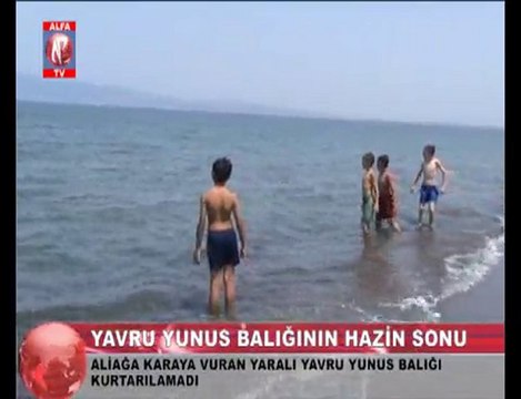 aliağa sahiline vuran yunus balığı kurtarılamadı