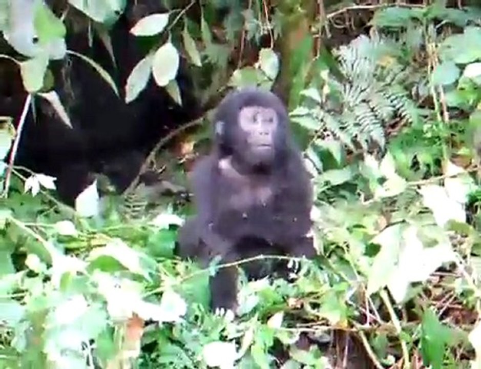 Brave baby gorilla