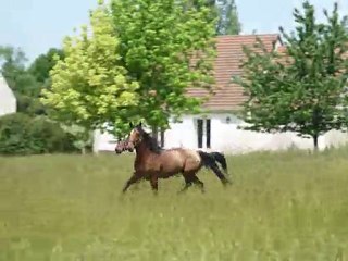 Stew et Quartz au pré