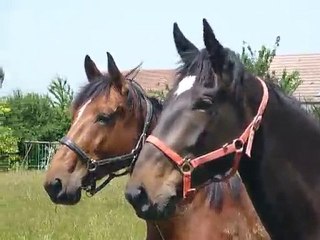 Stew et Quartz au pré 2