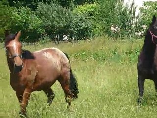 Stew et Quartz au pré 3