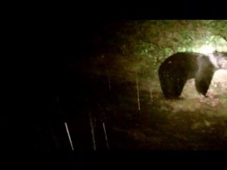 Alaskan Brown Bear isn't scared of Desert Eagle