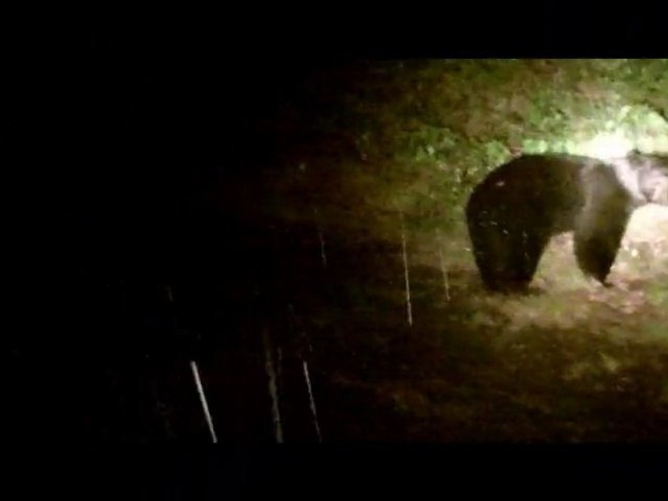 Alaskan Brown Bear isn't scared of Desert Eagle