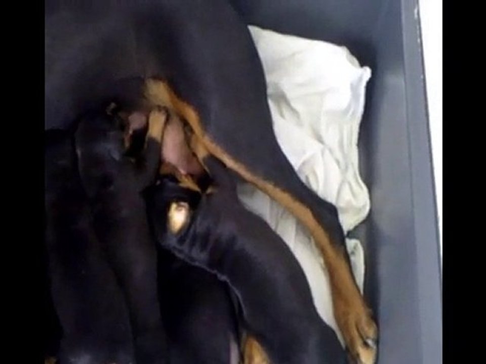 Les chiots d'Arabella et de Jeronimo