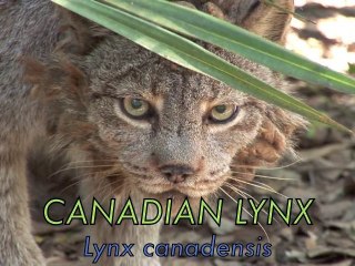 CANADIAN LYNX Species Spotlight