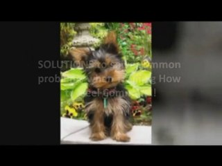 Dog Training - How to Heel Command