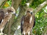 Sea Eagles (Ospreys)