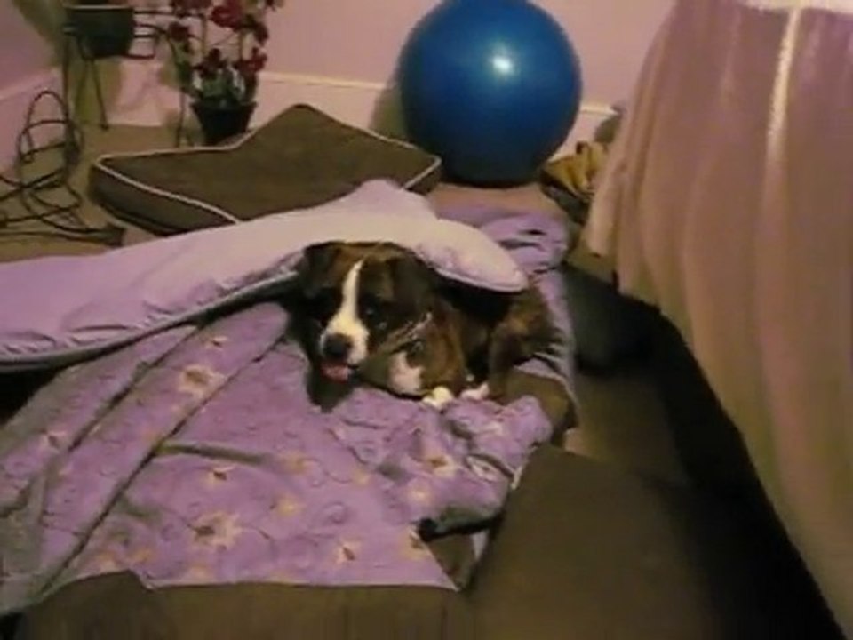 Fenway the Dog is a Funny Boy!