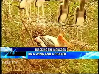 Tracking the monsoon: On a wing and a prayer