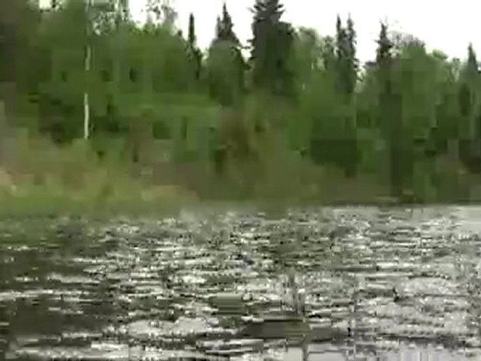 Sea of Reeds Waving in Wind Waves on a Lake