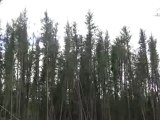 Jack Pine Forest Swaying in the Wind