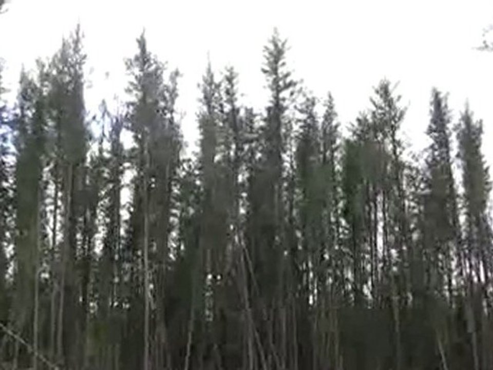 Jack Pine Forest Swaying in the Wind