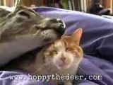 Hoppy il cerbiatto fa amicizia col gatto di casa