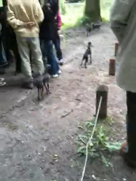 Petits lévriers italiens dans la forêt de Rambouillet