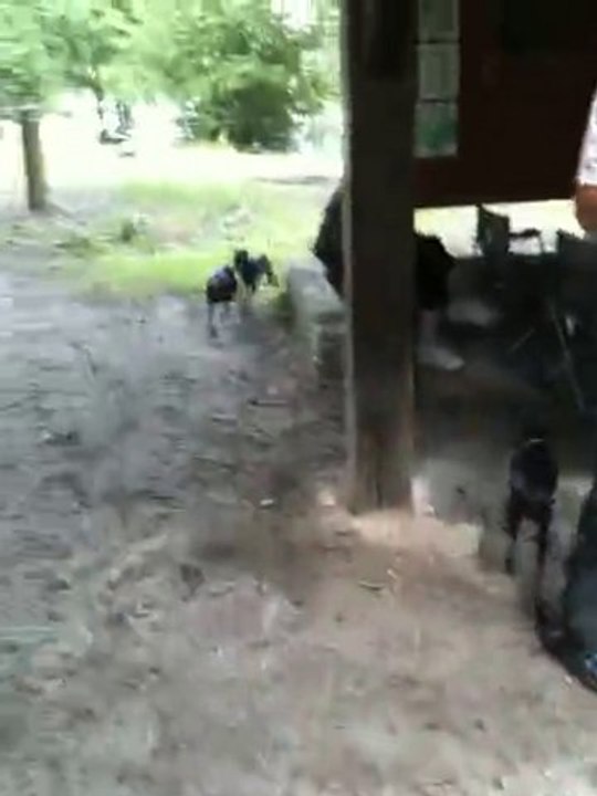 Petits lévriers italiens à Rambouillet