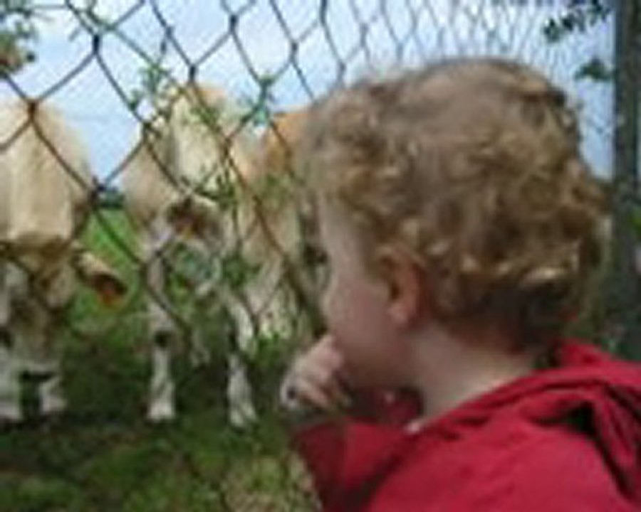 Nathan et les vaches