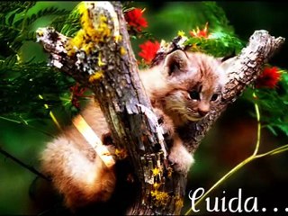 Spot Publicitario Moving Planet 2011 - Calasparra_0001