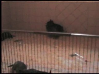 chiots vodka le 31 mai 2010