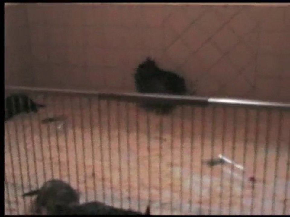 chiots vodka le 31 mai 2010