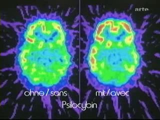 Les Champignons Hallucinogènes (Partie 5)