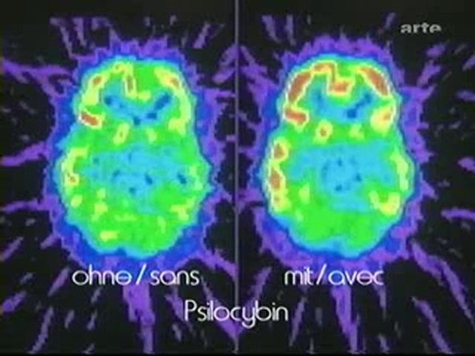 Les Champignons Hallucinogènes (Partie 5)