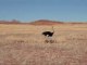 Reportour : Namibie, Ballade dans le désert de Namib