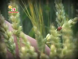 Journal Vendée Agricole.TV du 18 juin 2010