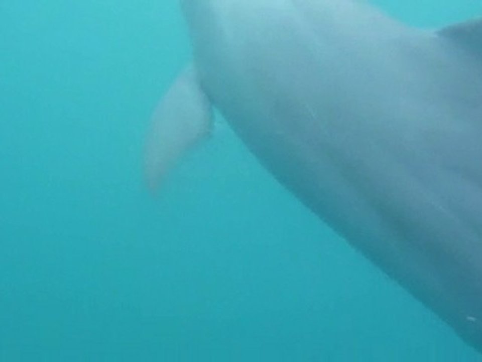 Shark and Daulphins at Mauritius