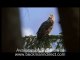 Sea eagles and chicks with Gordon Buchanan in Scotland