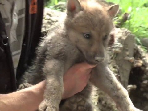 Danse avec les loups - Sainte-Croix, Rhodes (Lorraine)