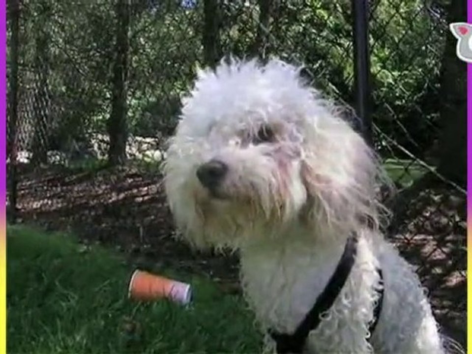 Dirty Dog, Smiling Dog : Ultra Fur