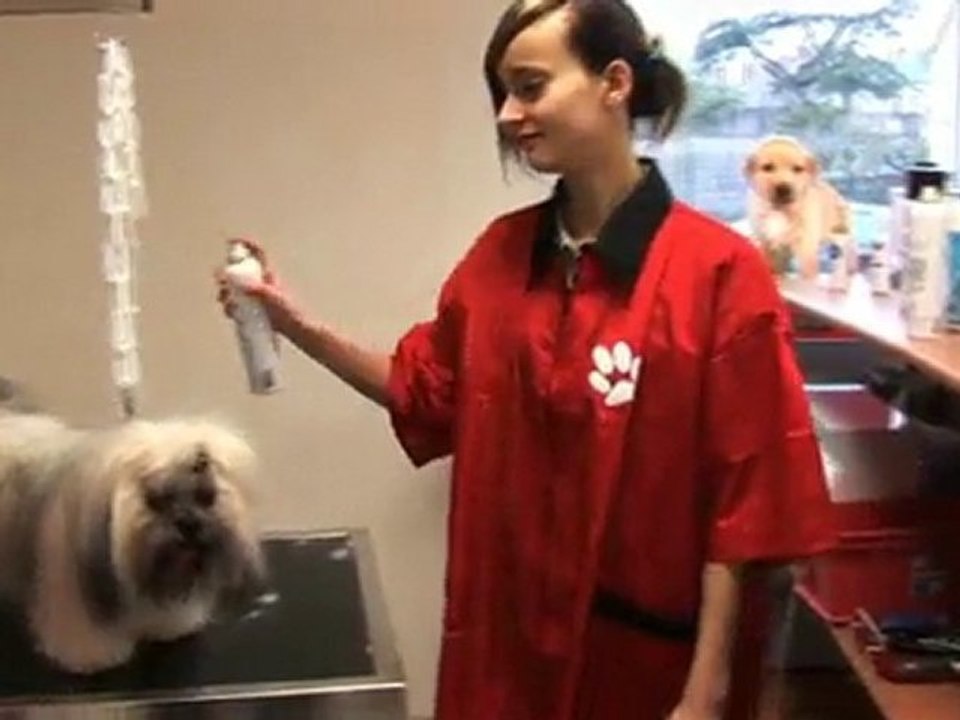 Toutou Rapetou Toilettage - Salon de toilettage pour chiens