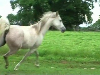 OICHA Jument 8 ans Demi-sang Arabe 75%
