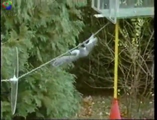 Mission Impossible Squirrel