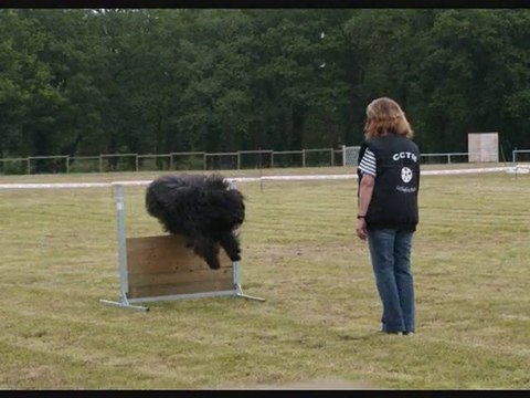 Concours obéissance 2010 brevet et niveau 1
