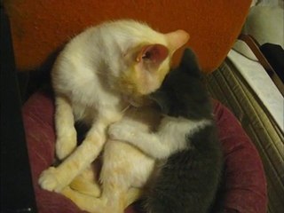 Sendaï joue au papa avec Lali