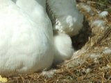 éclosion de cygnot à melun le vendredi 11 mai 2007 3/6