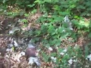 B17 bois des moines Airion