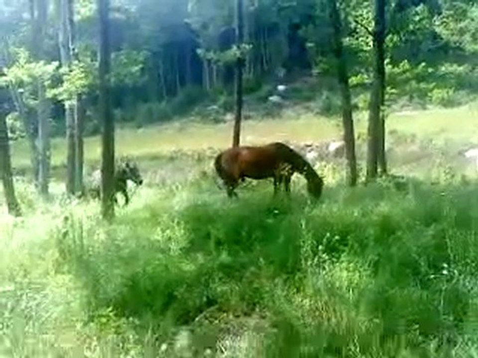 changement de pré laz et val