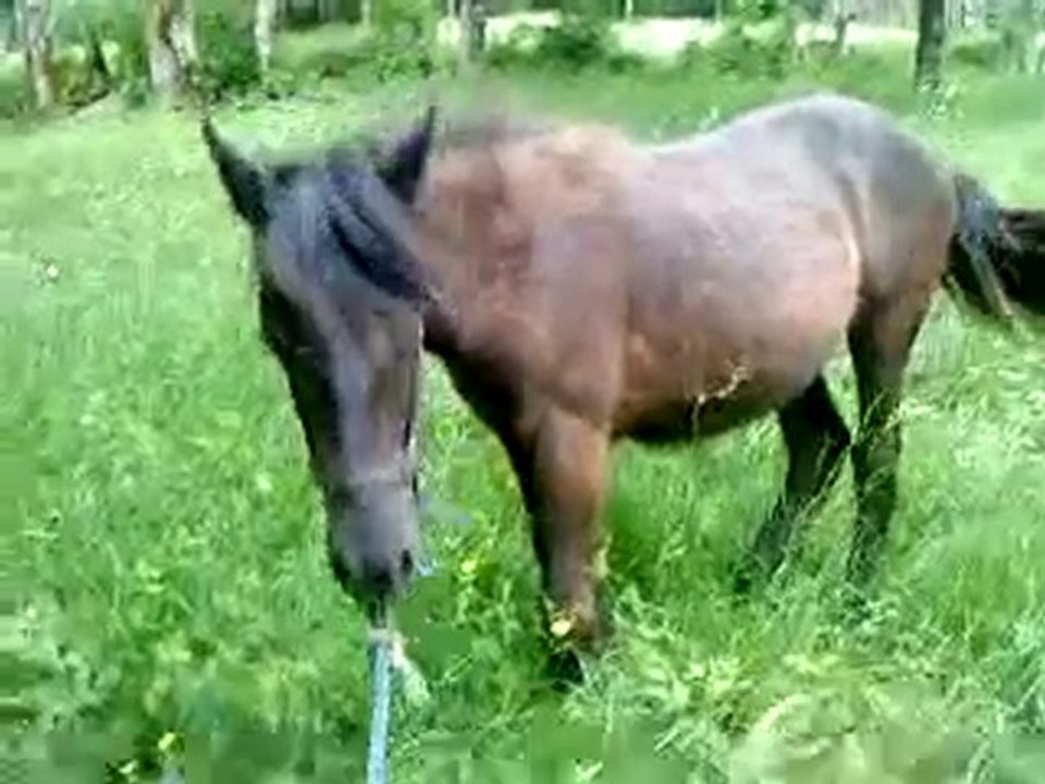 changement de pré laz et val 2