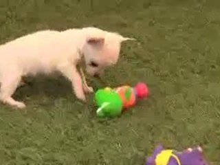 Cachorros chihuahua (comprar): 665 92 16 55.