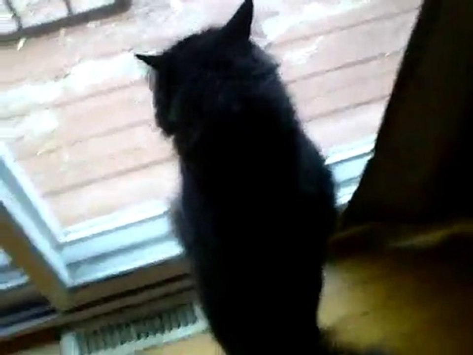 chat fou 2