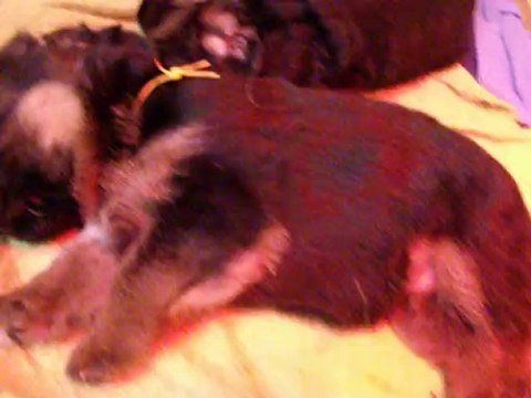 chiots de bellis à 2 semaines