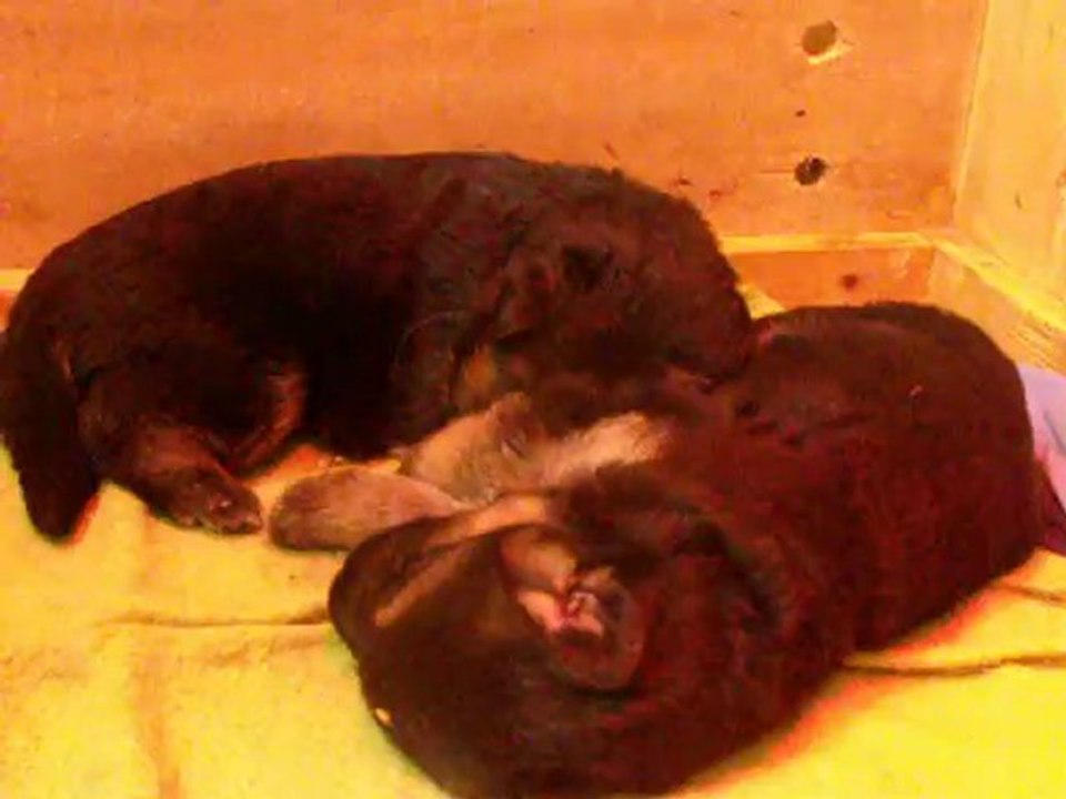 chiot B 2 semaines
